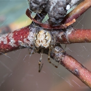 Unverified Orb-weaving spider (several families) at Gungahlin, ACT - 24 Nov 2025 by AlisonMilton
