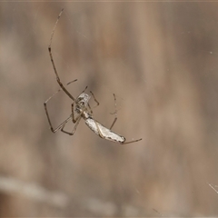 Tetragnatha sp. (genus) (Long-jawed spider) at Gungahlin, ACT - 24 Nov 2025 by AlisonMilton