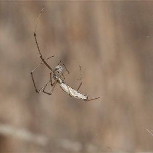 Tetragnatha sp. (genus) at Gungahlin, ACT - 24 Nov 2025 by AlisonMilton