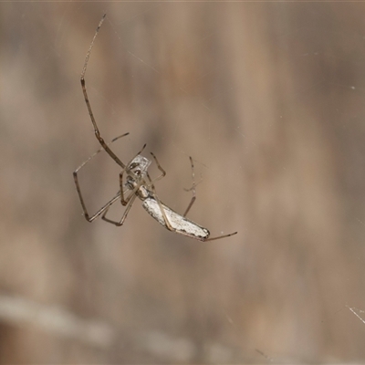 Tetragnatha sp. (genus) (Long-jawed spider) at Gungahlin, ACT - 24 Nov 2025 by AlisonMilton