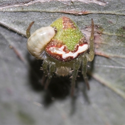 Araneus circulissparsus (species group) at Gungahlin, ACT - 24 Nov 2025 by AlisonMilton