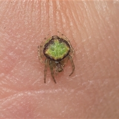 Unverified Orb-weaving spider (several families) at Gungahlin, ACT - 24 Nov 2025 by AlisonMilton