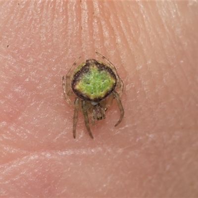 Unverified Orb-weaving spider (several families) at Gungahlin, ACT - 24 Nov 2025 by AlisonMilton