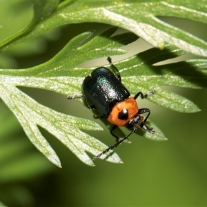 Aporocera (Aporocera) consors (A leaf beetle) at Higgins, ACT - Yesterday by AlisonMilton