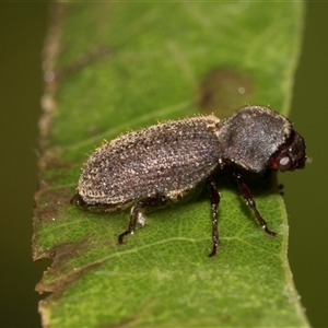 Unverified Beetle (Coleoptera) at Higgins, ACT - Yesterday by AlisonMilton