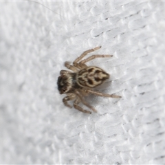 Unverified Jumping or peacock spider (Salticidae) at Higgins, ACT - 25 Nov 2025 by AlisonMilton