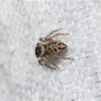Unverified Jumping or peacock spider (Salticidae) at Higgins, ACT - 25 Nov 2025 by AlisonMilton