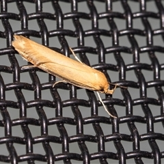 Philobota protecta (A concealer moth) at Higgins, ACT - 25 Nov 2025 by AlisonMilton