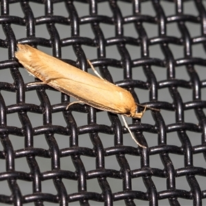 Philobota protecta at Higgins, ACT - Yesterday by AlisonMilton