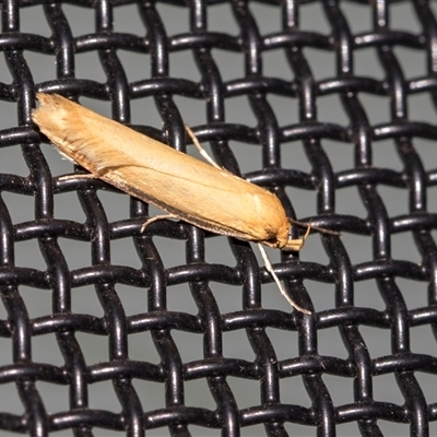 Philobota protecta (A concealer moth) at Higgins, ACT - 25 Nov 2025 by AlisonMilton