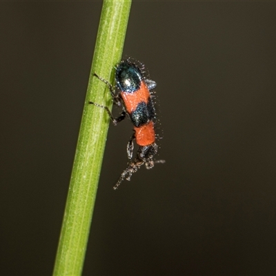 Dicranolaius bellulus (Red and Blue Pollen Beetle) at Gungahlin, ACT - 24 Nov 2025 by AlisonMilton