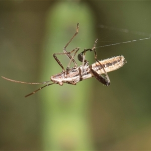 Unverified Spider at Gungahlin, ACT - 24 Nov 2025 by AlisonMilton