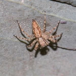 Unverified Jumping or peacock spider (Salticidae) at Gungahlin, ACT - 24 Nov 2025 by AlisonMilton