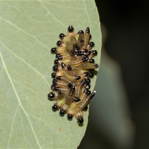 Unverified Sawfly (Hymenoptera, Symphyta) at Gungahlin, ACT - 24 Nov 2025 by AlisonMilton