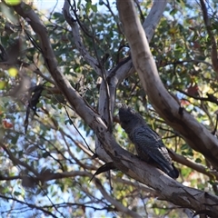Callocephalon fimbriatum at Greenleigh, NSW - 25 Nov 2025 by LyndalT