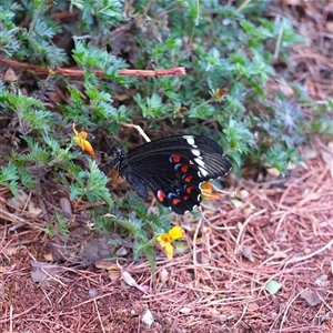 Papilio aegeus (Orchard Swallowtail, Large Citrus Butterfly) at Gungahlin, ACT - Today by TrishGungahlin