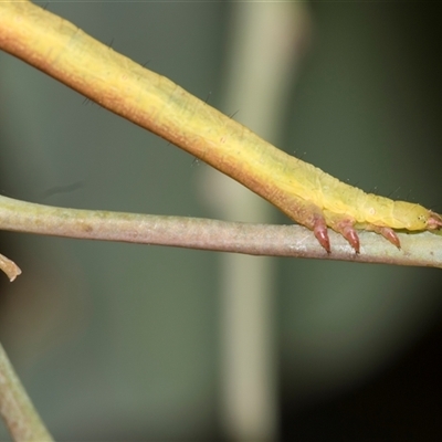 Arhodia lasiocamparia (Pink Arhodia (Oenochrominae)) at Gungahlin, ACT - 24 Nov 2025 by AlisonMilton