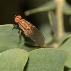 Sapromyza brunneovittata at Gungahlin, ACT - 24 Nov 2025 by AlisonMilton