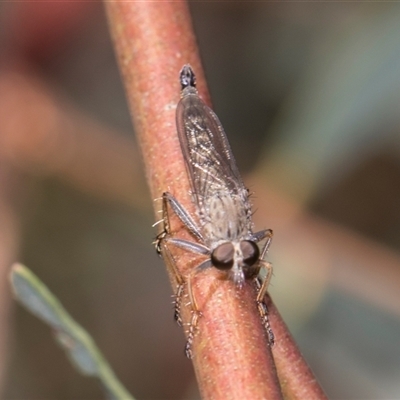 Cerdistus sp. (genus) (Slender Robber Fly) at Gungahlin, ACT - 24 Nov 2025 by AlisonMilton