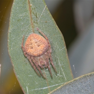 Unverified Orb-weaving spider (several families) at Gungahlin, ACT - 24 Nov 2025 by AlisonMilton