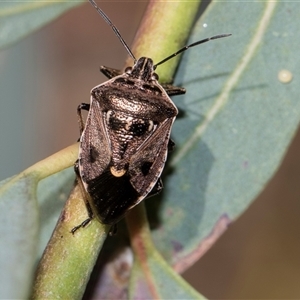 Cermatulus nasalis (Predatory shield bug, Glossy shield bug) at Gungahlin, ACT - 24 Nov 2025 by AlisonMilton