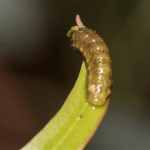 Gonipterini sp. (tribe) (A weevil) at Gungahlin, ACT - 24 Nov 2025 by AlisonMilton