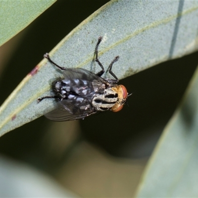 Unverified Bristle Fly (Tachinidae) at Gungahlin, ACT - 24 Nov 2025 by AlisonMilton