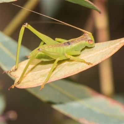 Torbia viridissima at Gungahlin, ACT - 24 Nov 2025 by AlisonMilton