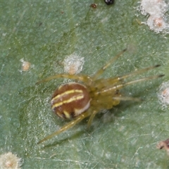 Unverified Orb-weaving spider (several families) at Gungahlin, ACT - 24 Nov 2025 by AlisonMilton
