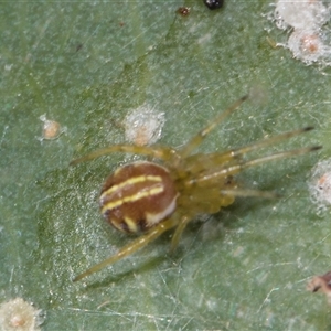 Unverified Orb-weaving spider (several families) at Gungahlin, ACT - 24 Nov 2025 by AlisonMilton