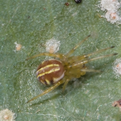 Unverified Orb-weaving spider (several families) at Gungahlin, ACT - 24 Nov 2025 by AlisonMilton