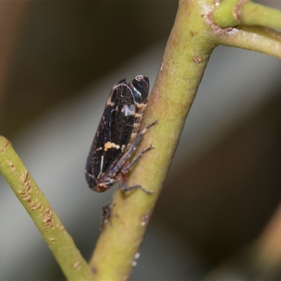Eurypella tasmaniensis (Eurypella tasmaniensis) at Gungahlin, ACT - 24 Nov 2025 by AlisonMilton