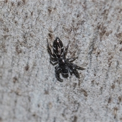 Unverified Jumping or peacock spider (Salticidae) at Gungahlin, ACT - 24 Nov 2025 by AlisonMilton