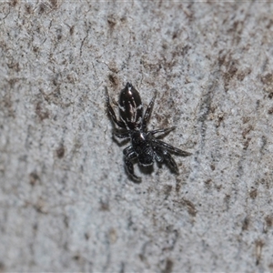 Unverified Jumping or peacock spider (Salticidae) at Gungahlin, ACT - 24 Nov 2025 by AlisonMilton