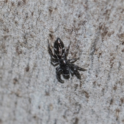 Unverified Jumping or peacock spider (Salticidae) at Gungahlin, ACT - 24 Nov 2025 by AlisonMilton