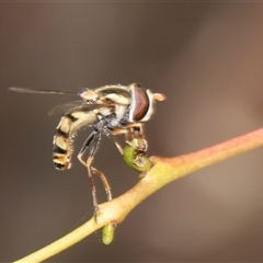 Simosyrphus grandicornis (Common hover fly) at Gungahlin, ACT - 24 Nov 2025 by AlisonMilton