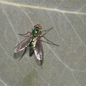 Unverified Long-legged Fly (Dolichopodidae) at Gungahlin, ACT - 24 Nov 2025 by AlisonMilton