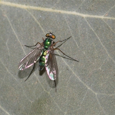 Unverified Long-legged Fly (Dolichopodidae) at Gungahlin, ACT - 24 Nov 2025 by AlisonMilton