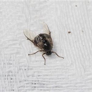 Ogcodes sp. (genus) (Hunchback Fly) at Higgins, ACT - Yesterday by AlisonMilton