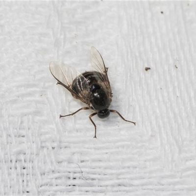 Ogcodes sp. (genus) (Hunchback Fly) at Higgins, ACT - 25 Nov 2025 by AlisonMilton