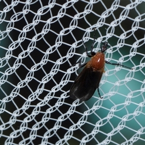 Bibio imitator (Garden maggot) at Higgins, ACT - Today by AlisonMilton