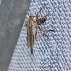 Dolopus rubrithorax (Large Brown Robber Fly) at Higgins, ACT - 25 Nov 2025 by AlisonMilton