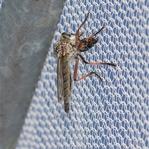 Dolopus rubrithorax (Large Brown Robber Fly) at Higgins, ACT - Yesterday by AlisonMilton