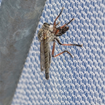Dolopus rubrithorax (Large Brown Robber Fly) at Higgins, ACT - 25 Nov 2025 by AlisonMilton