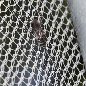 Unverified Wasp (Hymenoptera, Apocrita) at Higgins, ACT - Yesterday by AlisonMilton