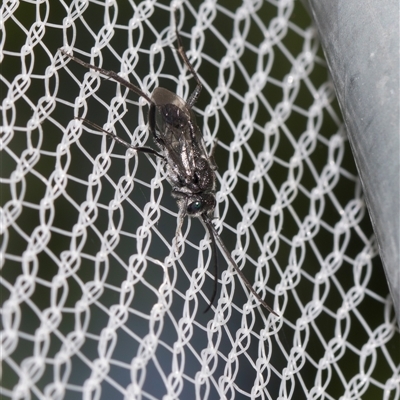 Unverified Wasp (Hymenoptera, Apocrita) at Higgins, ACT - 25 Nov 2025 by AlisonMilton