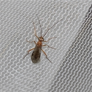 Unverified Wasp (Hymenoptera, Apocrita) at Higgins, ACT - Today by AlisonMilton
