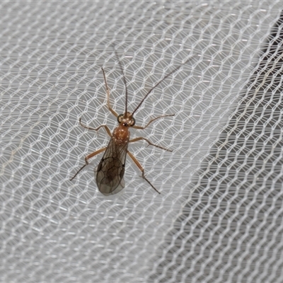 Unverified Wasp (Hymenoptera, Apocrita) at Higgins, ACT - 26 Nov 2025 by AlisonMilton