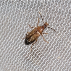 Euomma lateralis at Higgins, ACT - 26 Nov 2025 by AlisonMilton