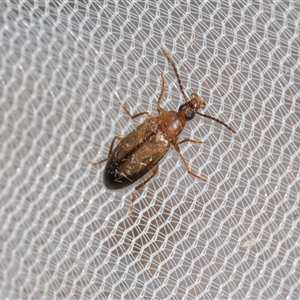 Euomma lateralis at Higgins, ACT - Today by AlisonMilton